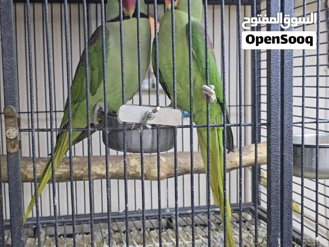 زوج نيبالي زوج لوتينو