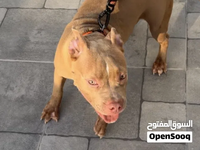 للبيع كلبه بيبتول رد نوز