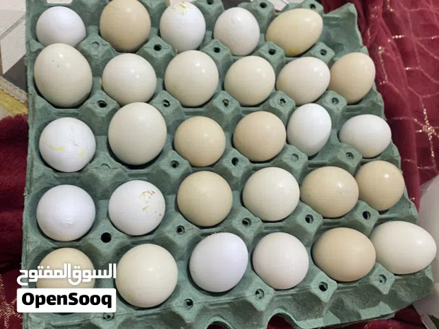السلام وعليكم دجاج عراب اصلي البيع