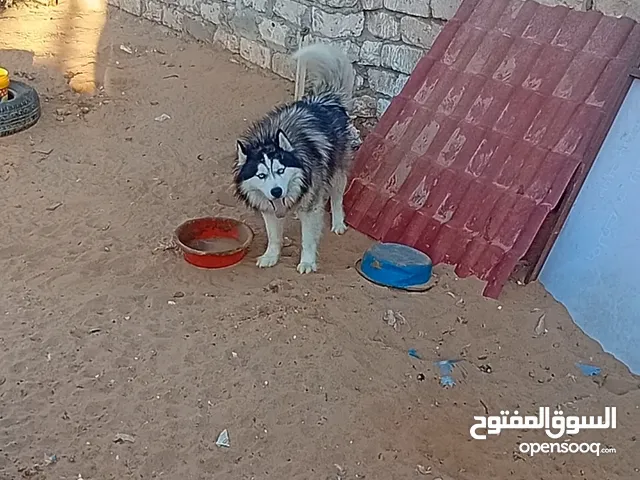 الاكحل 3سنين والقهوي سنه وشهرين