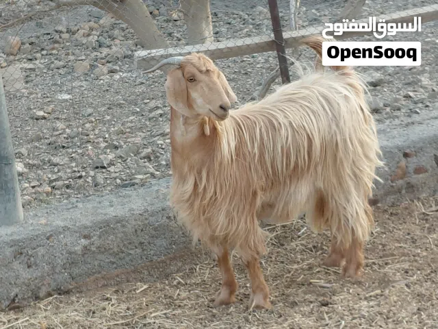 تيس مخصاي فل سمنه