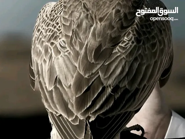 مطلوب ممول او شريك