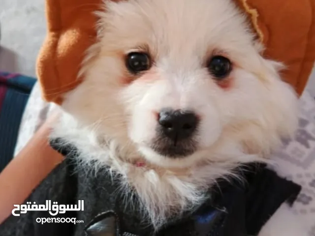 كلب فرفسي للبيع
