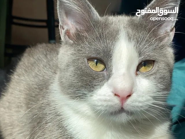 كتن سكوتش ستريت بيور