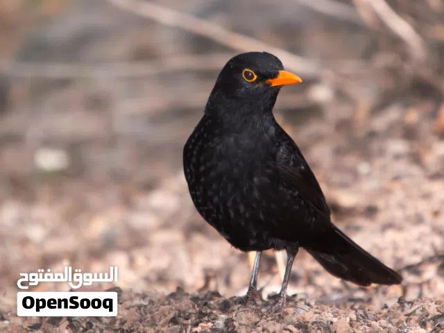 طير شحرور عمره 30 يوم زق يديوي واليف جدا