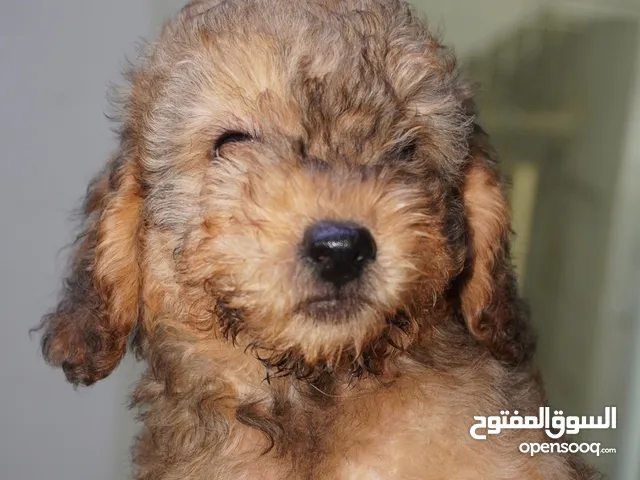 Mini Toy poodle puppies جراوي مني توي بودل