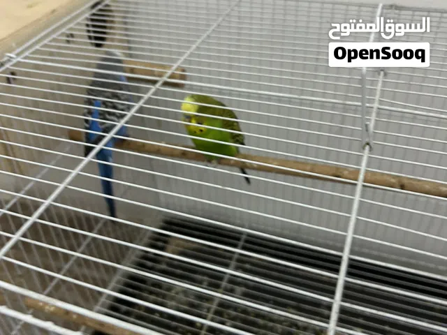 طيور هند بادجي