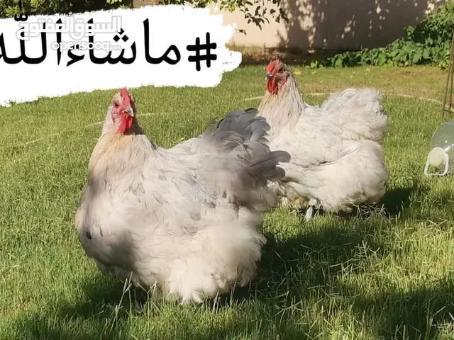 كلاي سبلاش