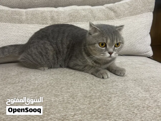 سكوتش فولد أنثى بعيون عسلية وشخصية هادئة