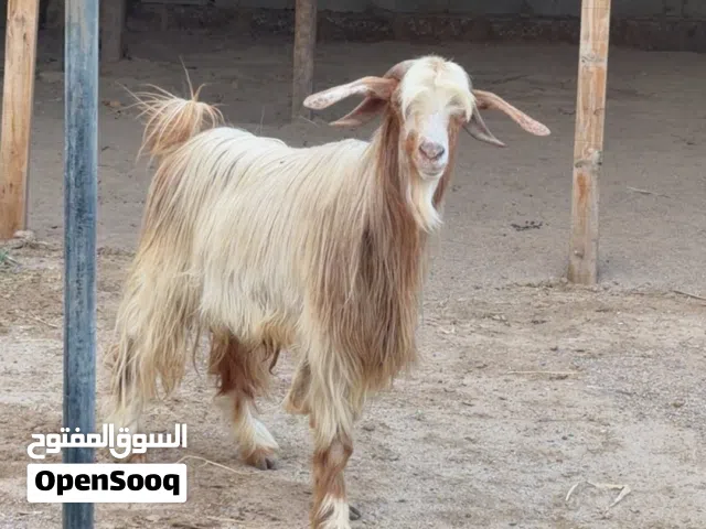 تيس عماني البيع