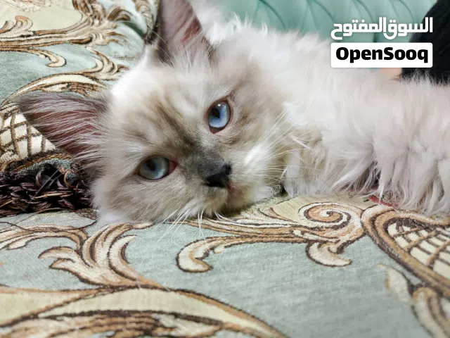 قطط للبیع المستعجل Cat for urgent sale  Himalayan