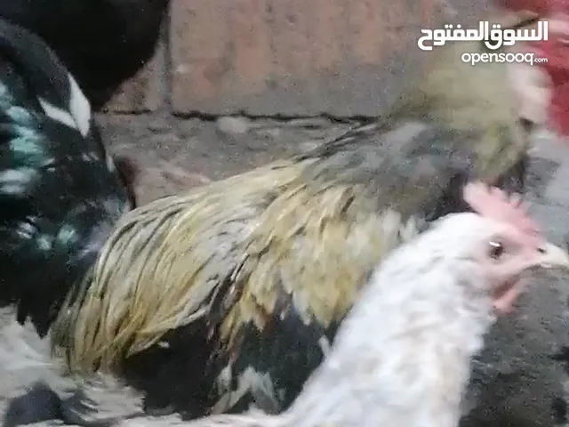 دجاجات عربيات اصليات بيضات مالت بيت لعدد 3وديج عربي اصلي لعسر 85قفل