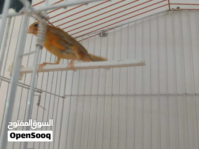 جوزين حب مع فراخهم  مع كواخهم ومطير 6معالف  للبيع او بدل على كنار