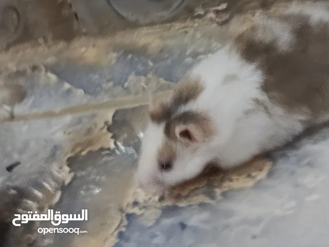 هامستر انثى وحده وذكرين الوان حلوه ولعوبات وصحه ممتازه مابيهن أي مرض ................ هامستر اليف