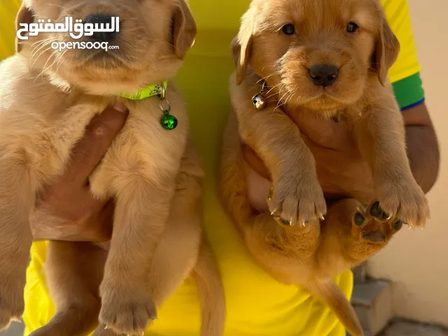 Golden puppies
