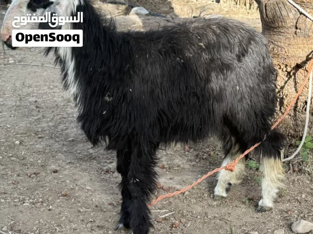 كبشين للبيع بصحه زينه ماشاءالله مطعومات