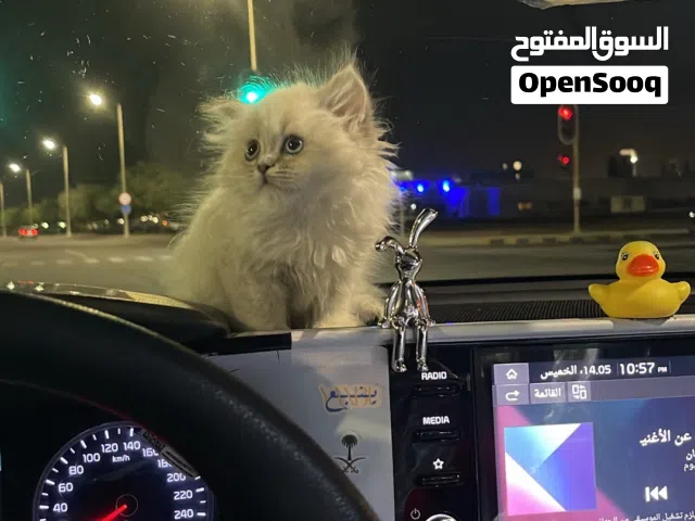 قط هملايا للبيع