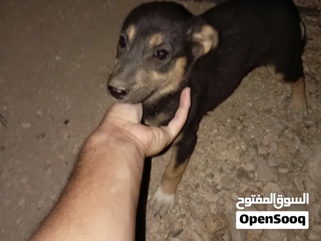 جروه جيرمن