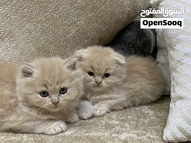 قطط سكوتش فولد حلوين ولعوبين