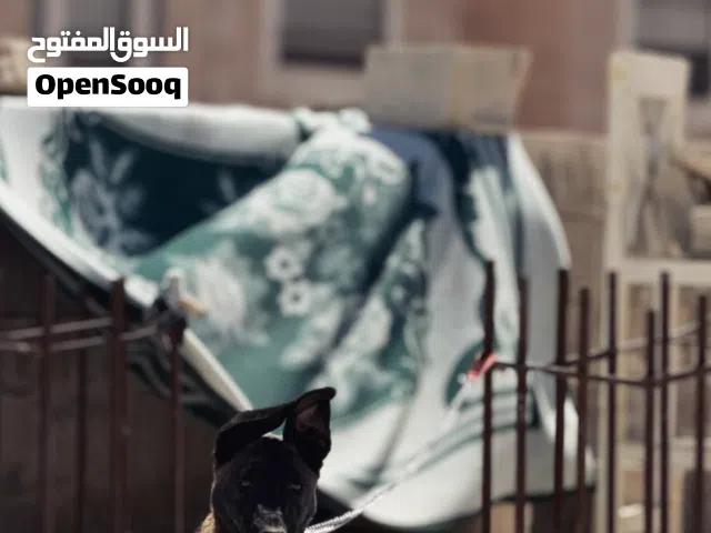 كلب مالينوا شاربوني مستوي و درايف عالي و لون و شحبار