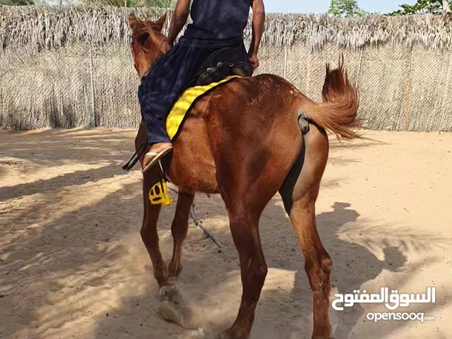 حصان سكول هادي جدا ينفع للمبتدئين والأطفال