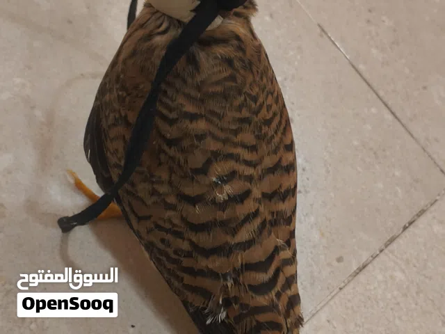 للبيع كمية شراييص نهاية الموسم