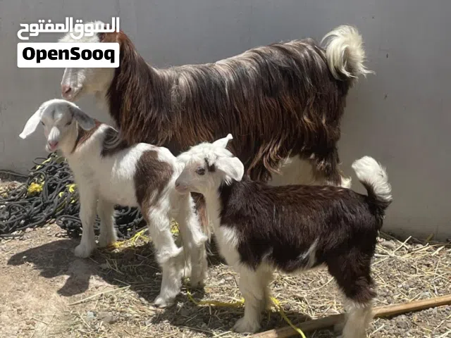شاه رحبيه وعجله عمانيه سعر ف الوصف