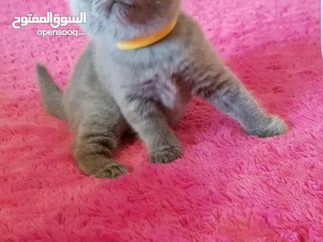 Folded ears Scottish fold kittens