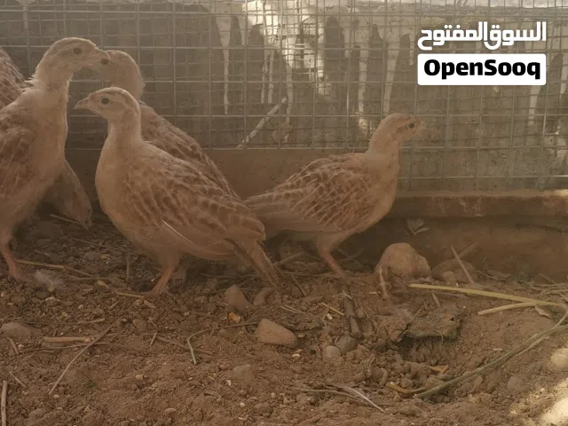 فراخ صفارد باكستانيات ذكر وانثى فقط