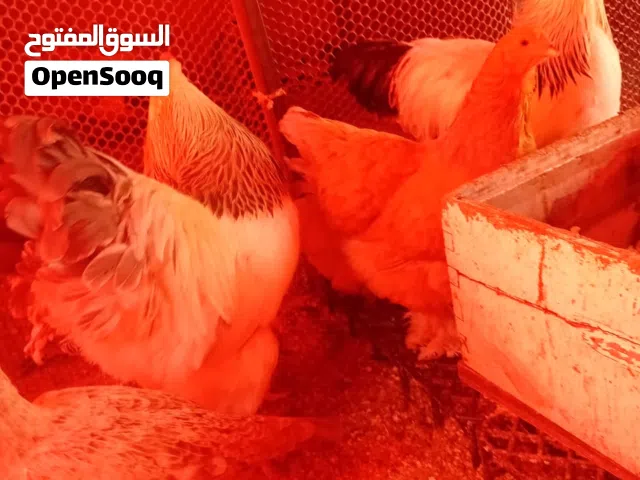 ديكين براهما كولومبي