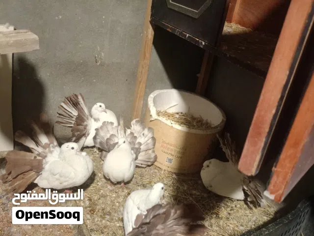 حمام هندي رقاص