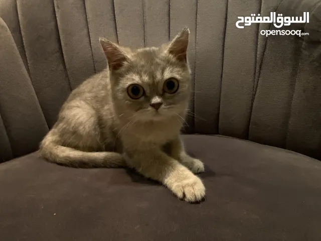 بريتش ay ذكر