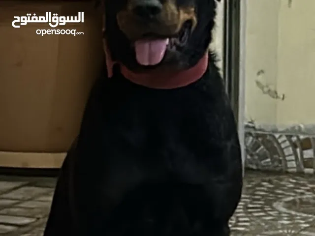 Rot wiler روت وايلر