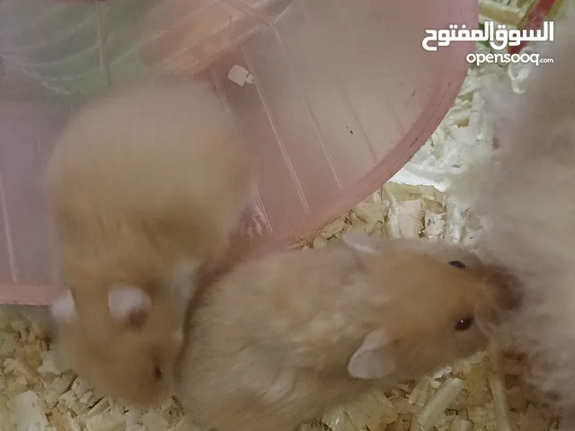 cute Hamsters for sale . very nice and joyful creatures 5 JDs for pair