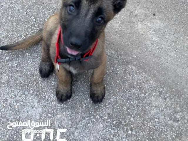 Malinoi 2 mois