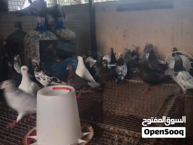 حمام عادي للبيع