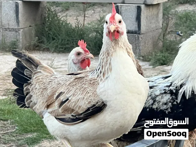 بيع بيض دجاج دندرواي