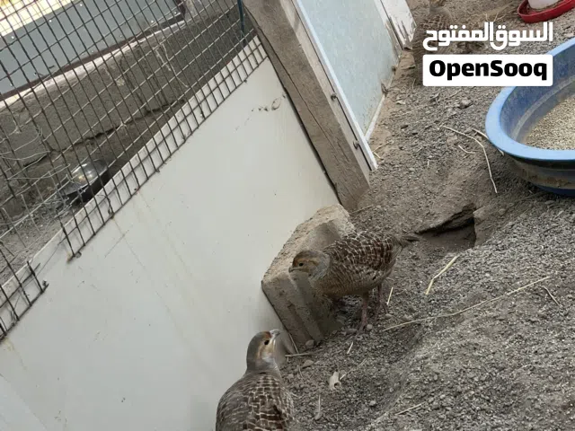 صفارد بكستاني