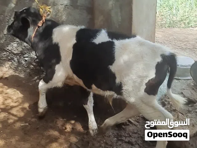 عجلين إنتاج المزرعة