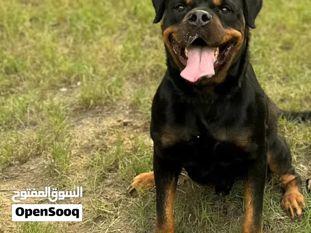 روت وايلر للبيع