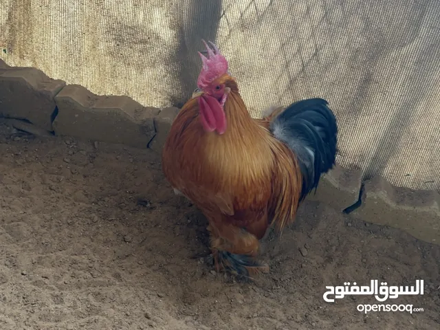 للبيع ديك كوشن القزم