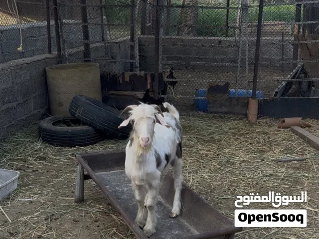 للبيع تيس العدد 1