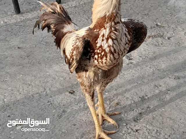 ست صيصان ألماني على حجازي من هالبزرة