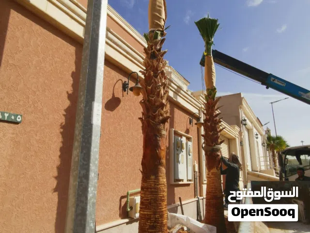 نخل واشنطني زينه وجميع الشجار