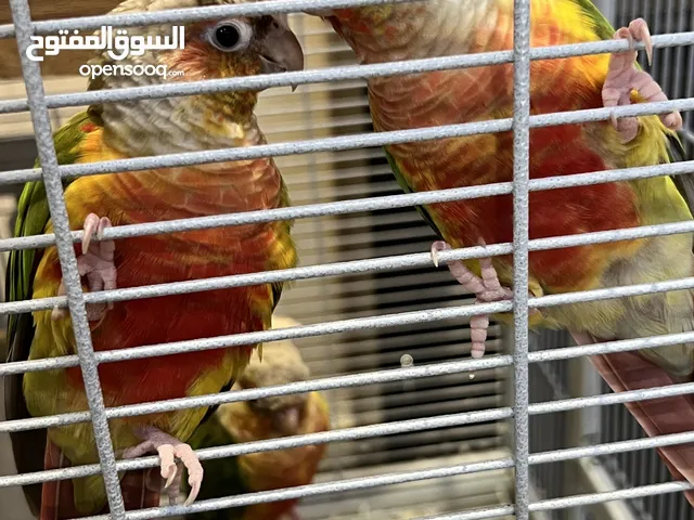 ببغاء كنيور يلو سايد