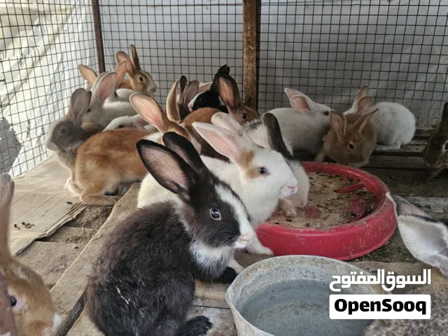 للبيع ارانب وحمام فرنسيات