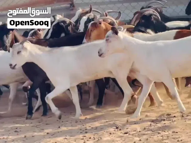 حلال للبیع