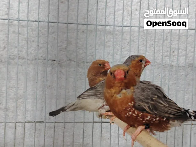 زيبرة اورنج وكري شيك ولايت باك