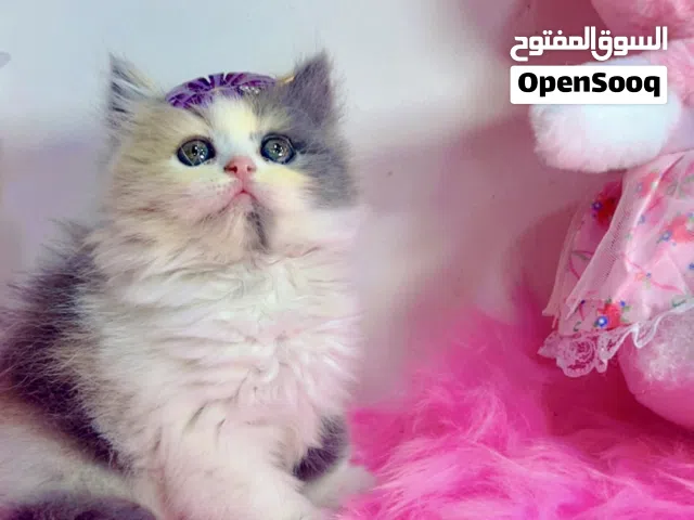 متوفر جميع انواع القطط