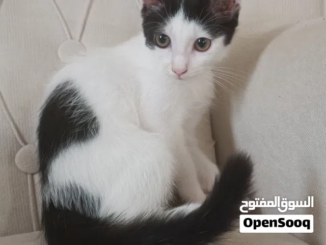 قطط ذكور للتبني